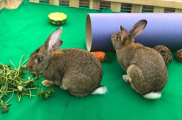 Live Rabbits at Peter Rabbit Premiere Party