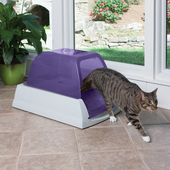 scoop free litter box