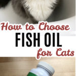 Fish Oil for Cats