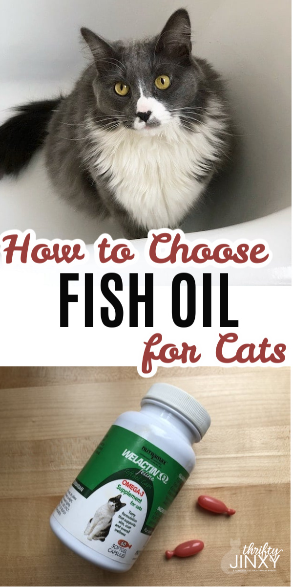 I Found the Best Fish Oil for Cats Thrifty Jinxy