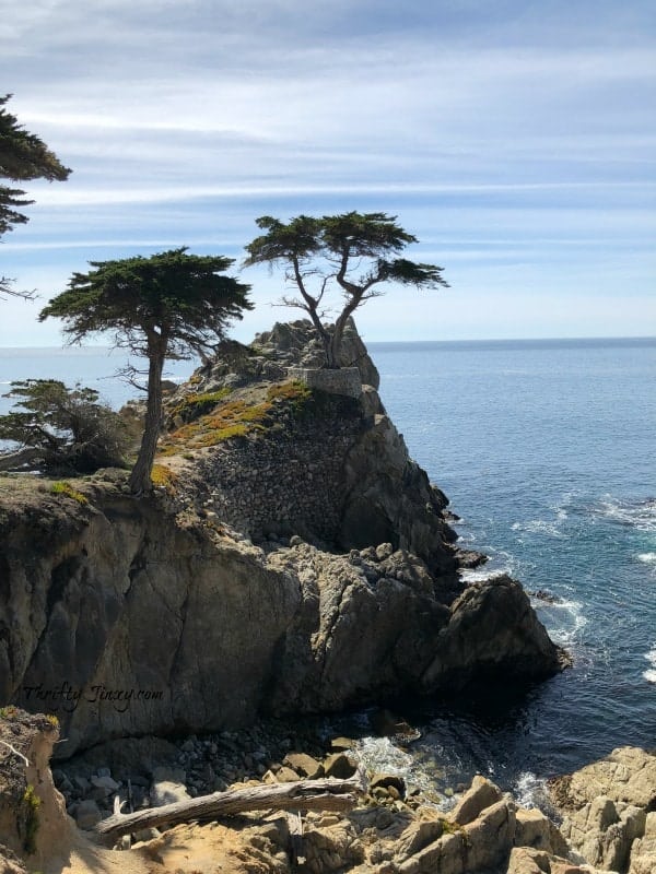 The Lone Cypress 17-Mile Drive