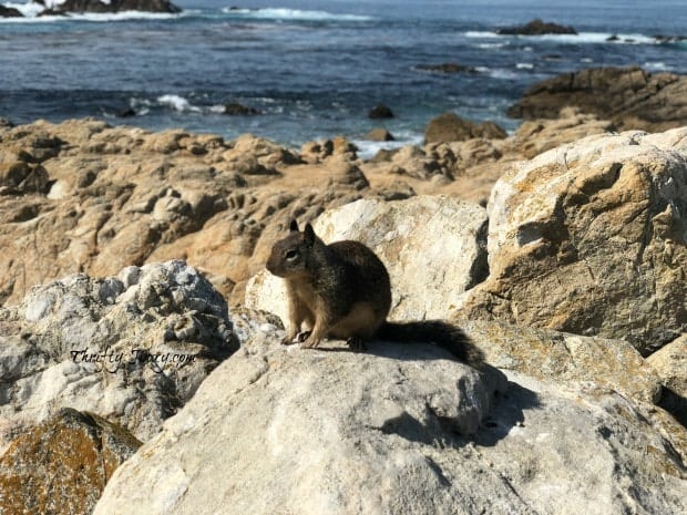 17-Mile Drive Squirrel