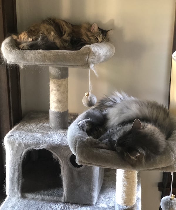 Multiple Cats Tree