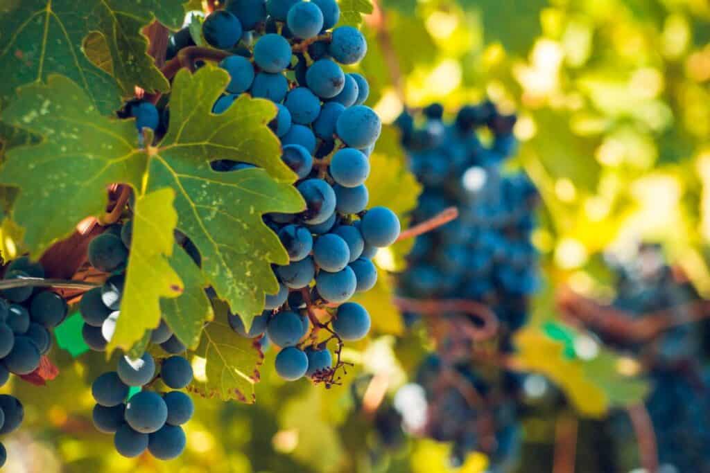 grapes on vines in vineyard