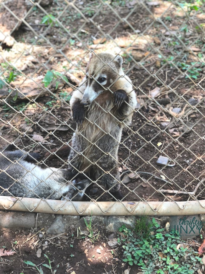 Coatimundi Animal Rescue