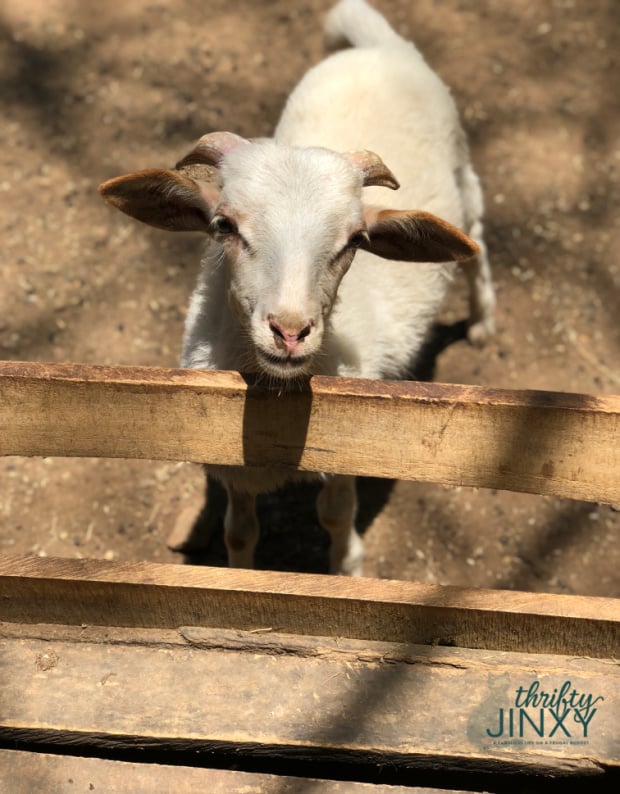 Congo Trail Animal Rescue Goat