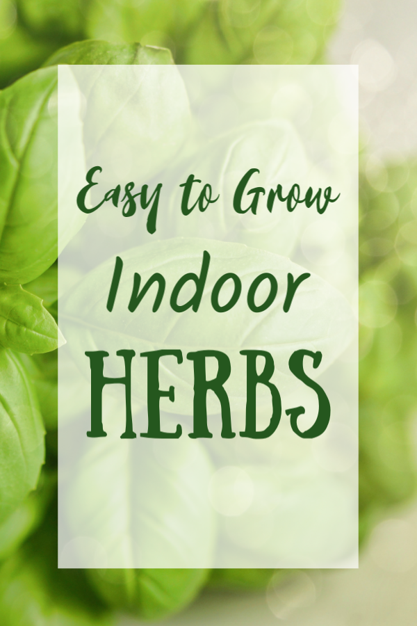 Easy to Grow Indoor Herbs