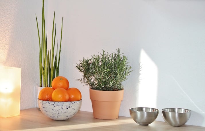 Herbs Growing Indoors on kitchen counter.