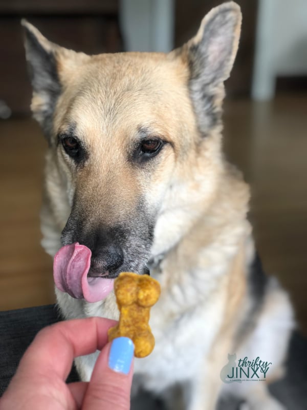 Homemade Dog Treats with Pumpkin Peanut Butter and Oats