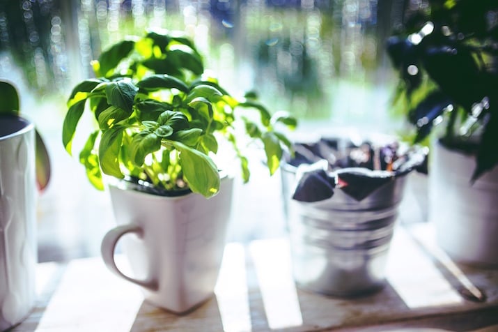 windowsill with basil growing indoors.