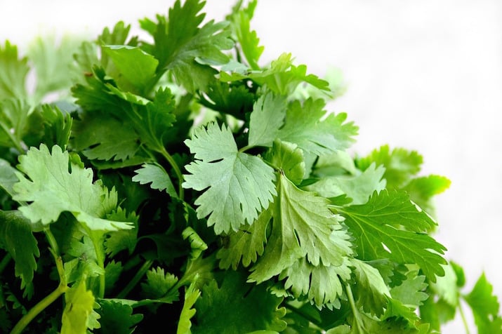 sprigs of fresh cilantro.