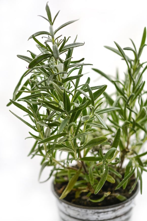 fresh rosemary growing in metal pot.