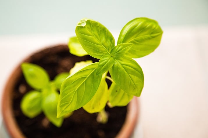 clay pot with basil growing indoors.