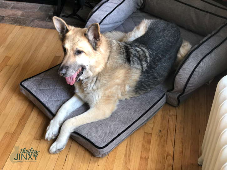 Dog on La-Z Boy Pet Bed