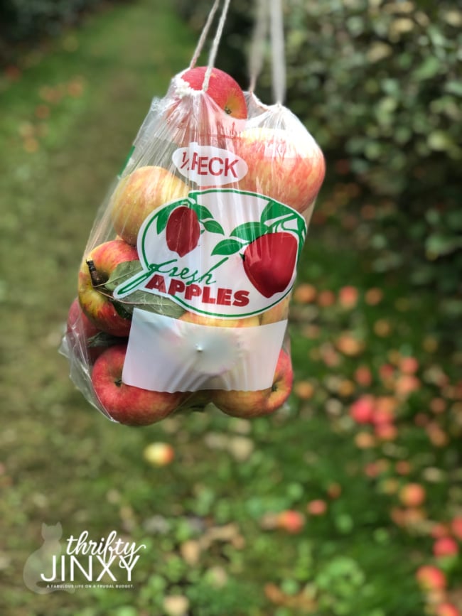 Freshly Picked Apples in Bag in Apple Orchard