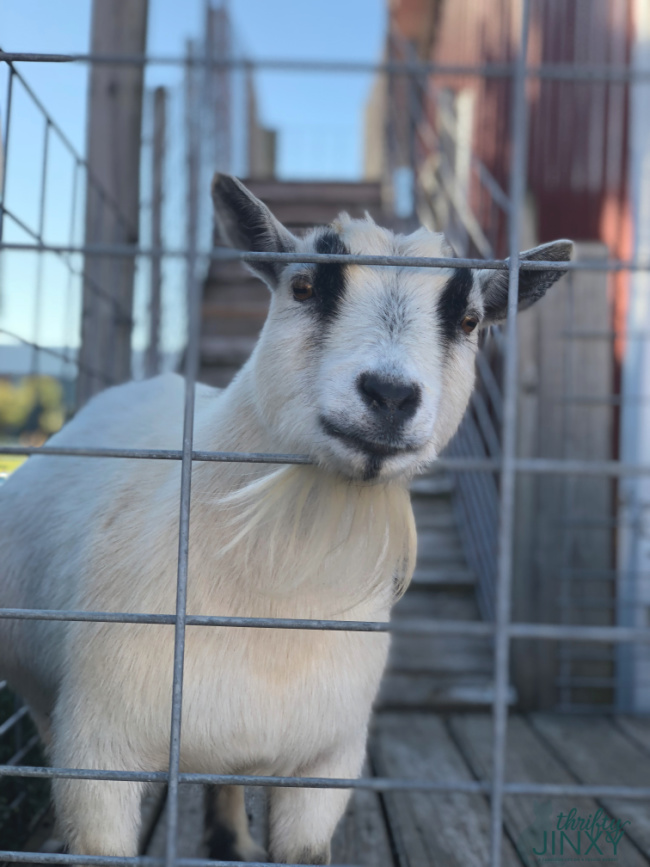 Goat Toms Farm Market Petting Zoo