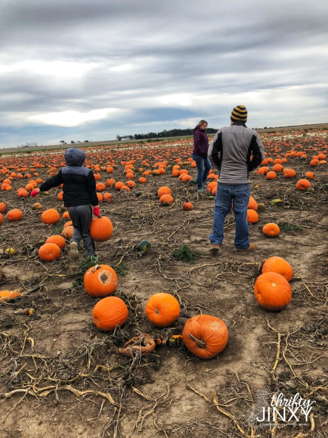 Picking Pumpkins