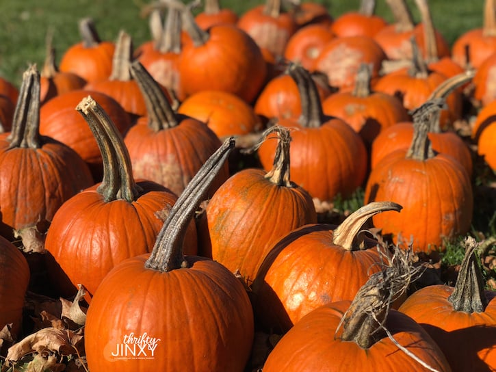 Pumpkin Patch