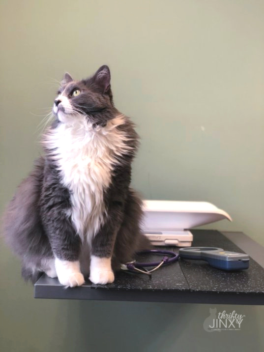 cat at veterinarian office