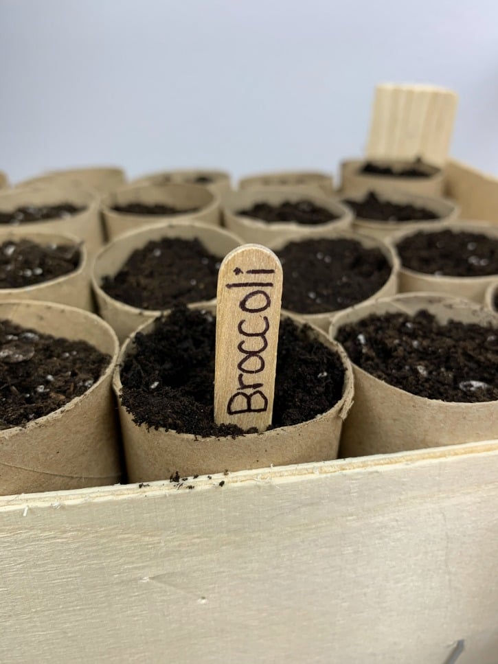 Paper Roll Seed Starter Craft