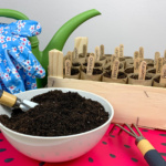 DIY toilet paper roll seed starter kit
