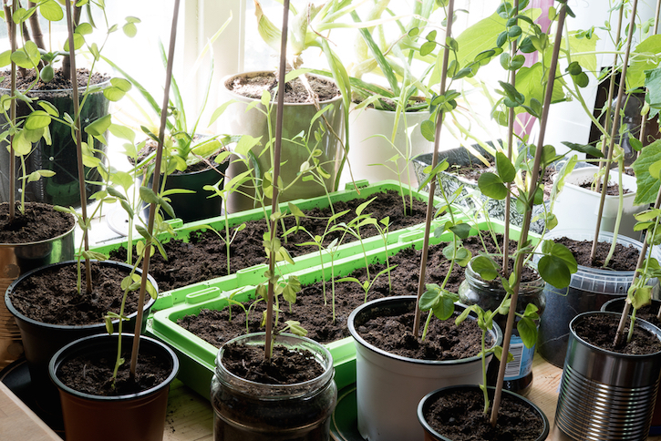 Growing Vegetables Indoors in Containers