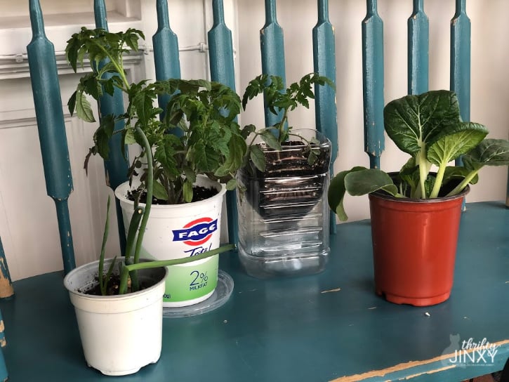 Growing Vegetables Indoors