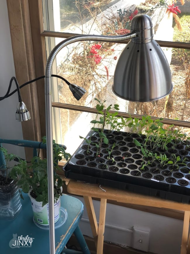 Standing Lamp with Grow Light Bulb