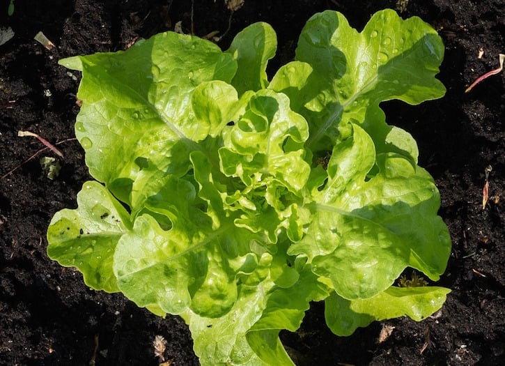 growing lettuce