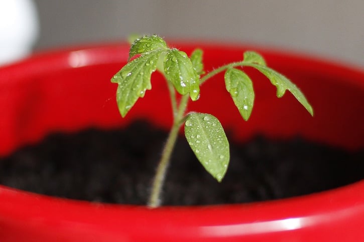 tomato plant