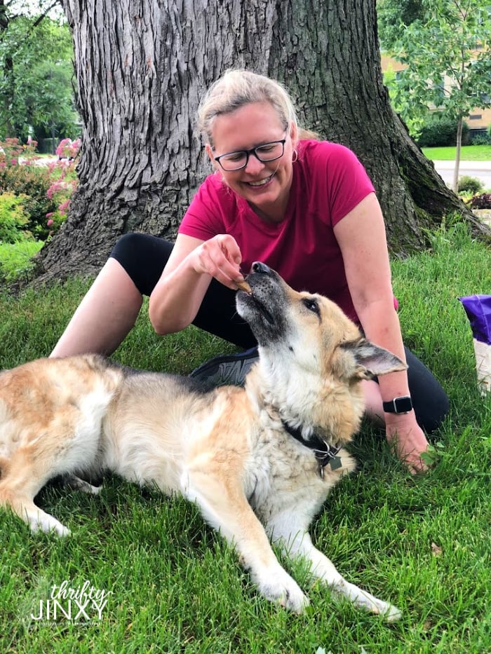 Woman feeding treat to German Shepherd Dog