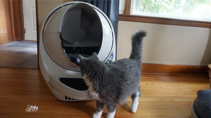 Litter Robot with Cat Looking Inside