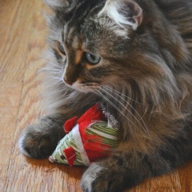Cat with toy Christmas Mouse