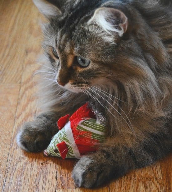 Cat with toy Christmas Mouse