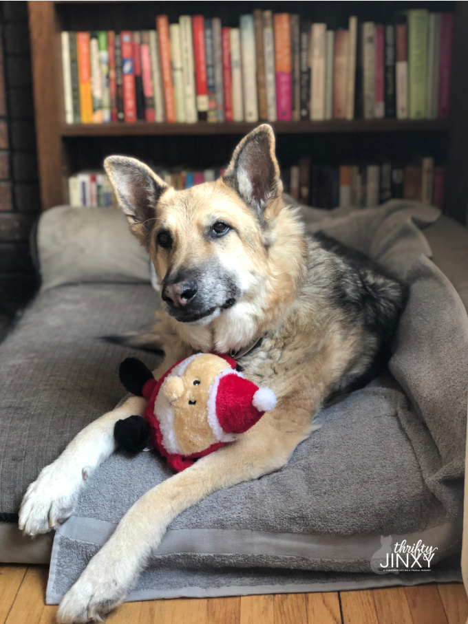 German Shepherd Dog with Santa Toy