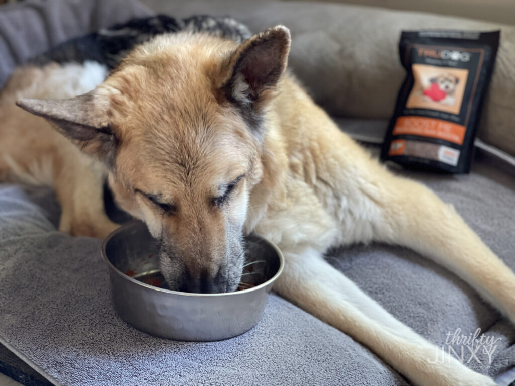 German Shepherd Dog Eating TruDog Booster