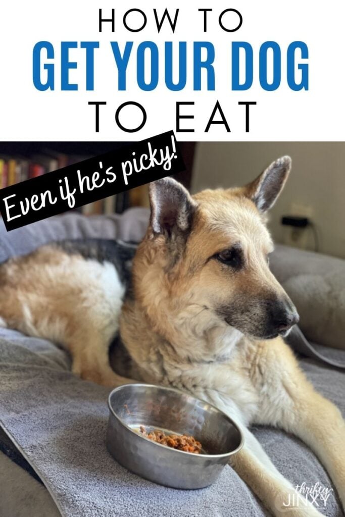 how to get your dog to eat