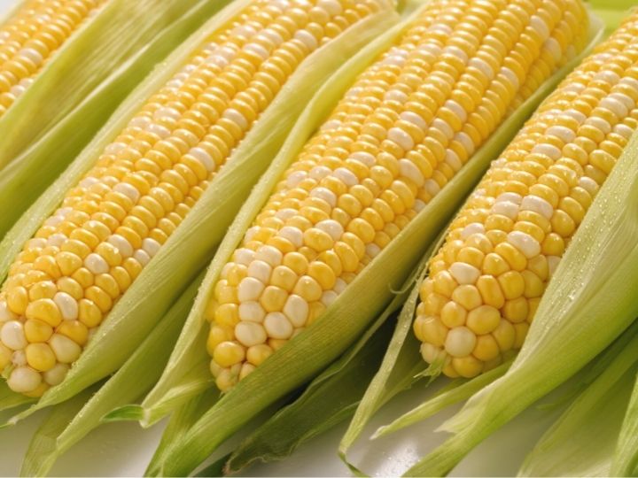 corn on the cob