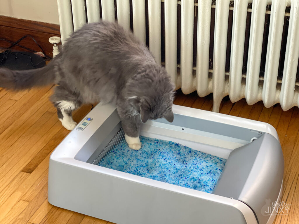 Cat Testing ScopFree Litter Box