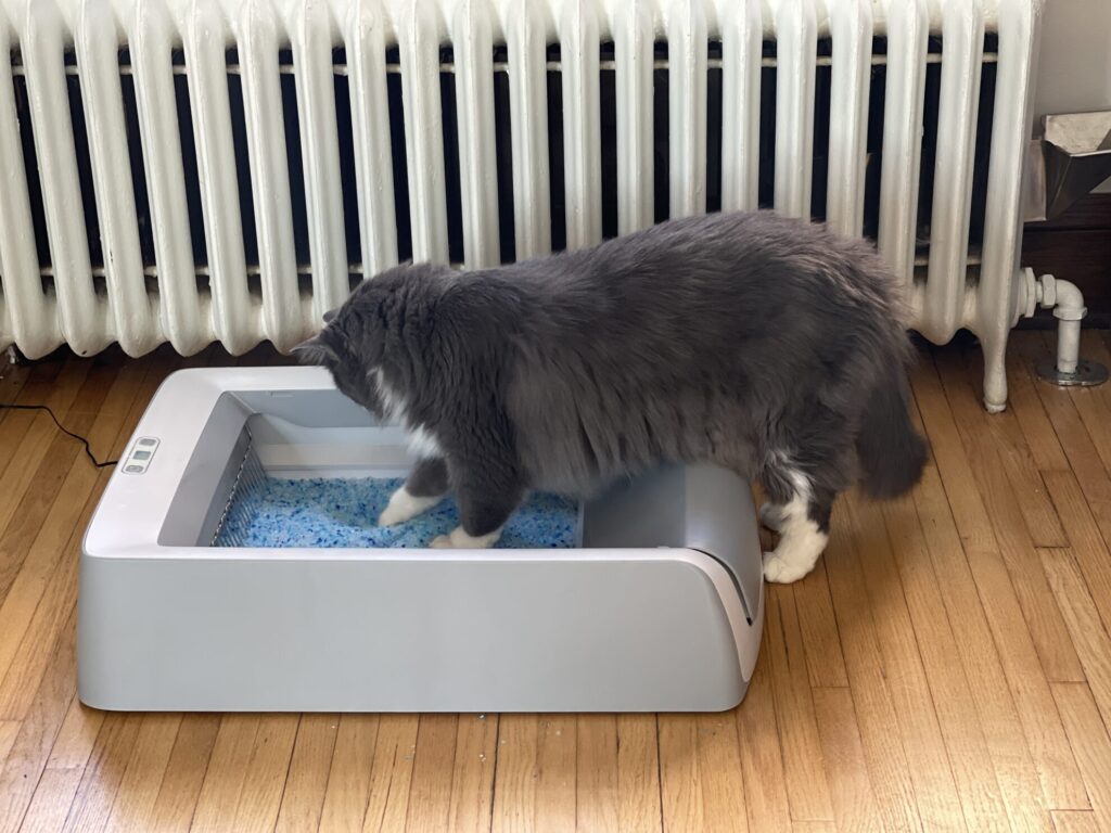 Cat stepping into ScoopFree Litter Box