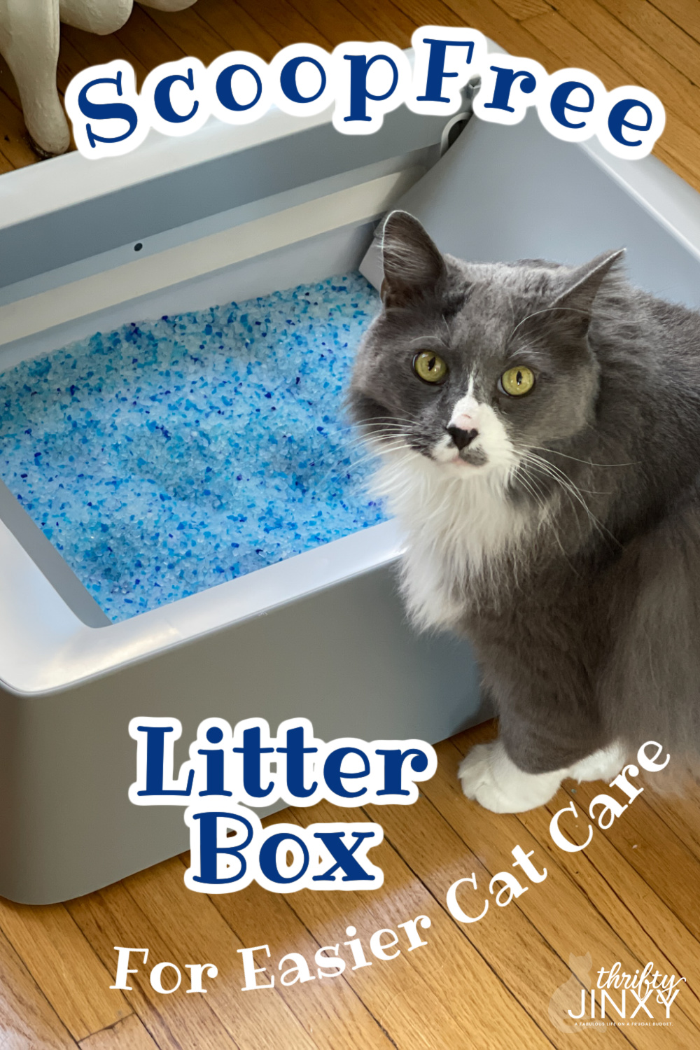 ScoopFree SelfCleaning Litter Box for Easier Cat Care Thrifty Jinxy