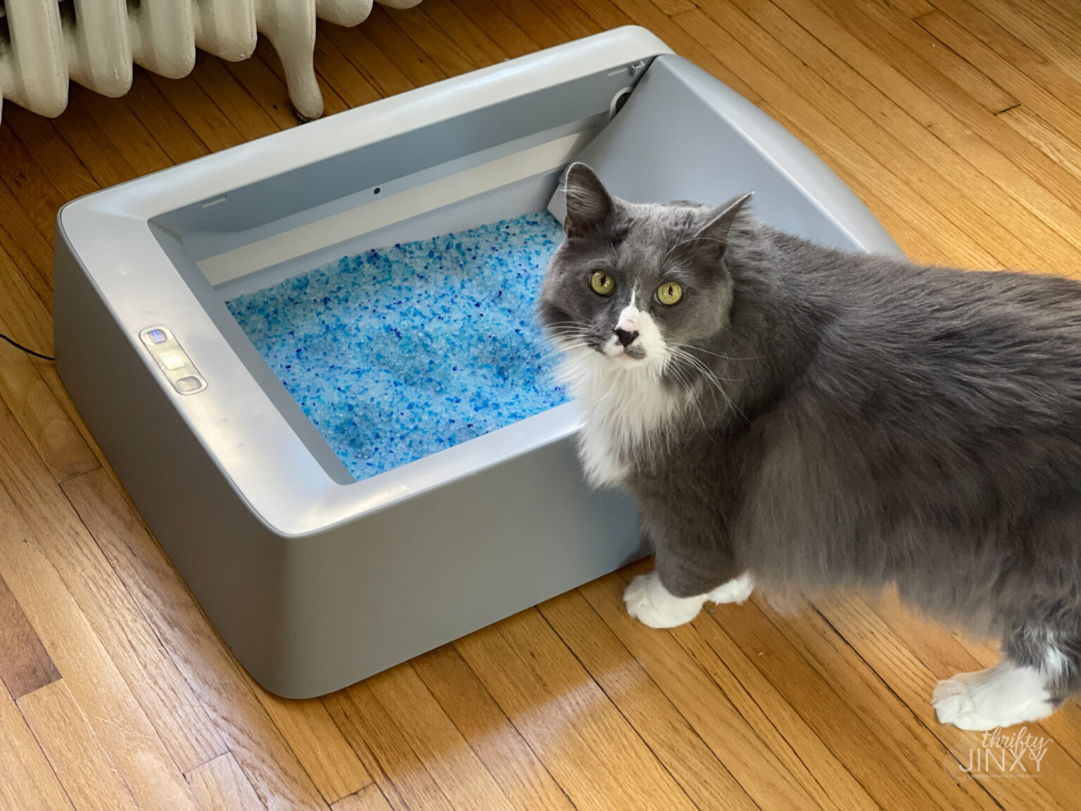ScoopFree SelfCleaning Litter Box for Easier Cat Care Thrifty Jinxy