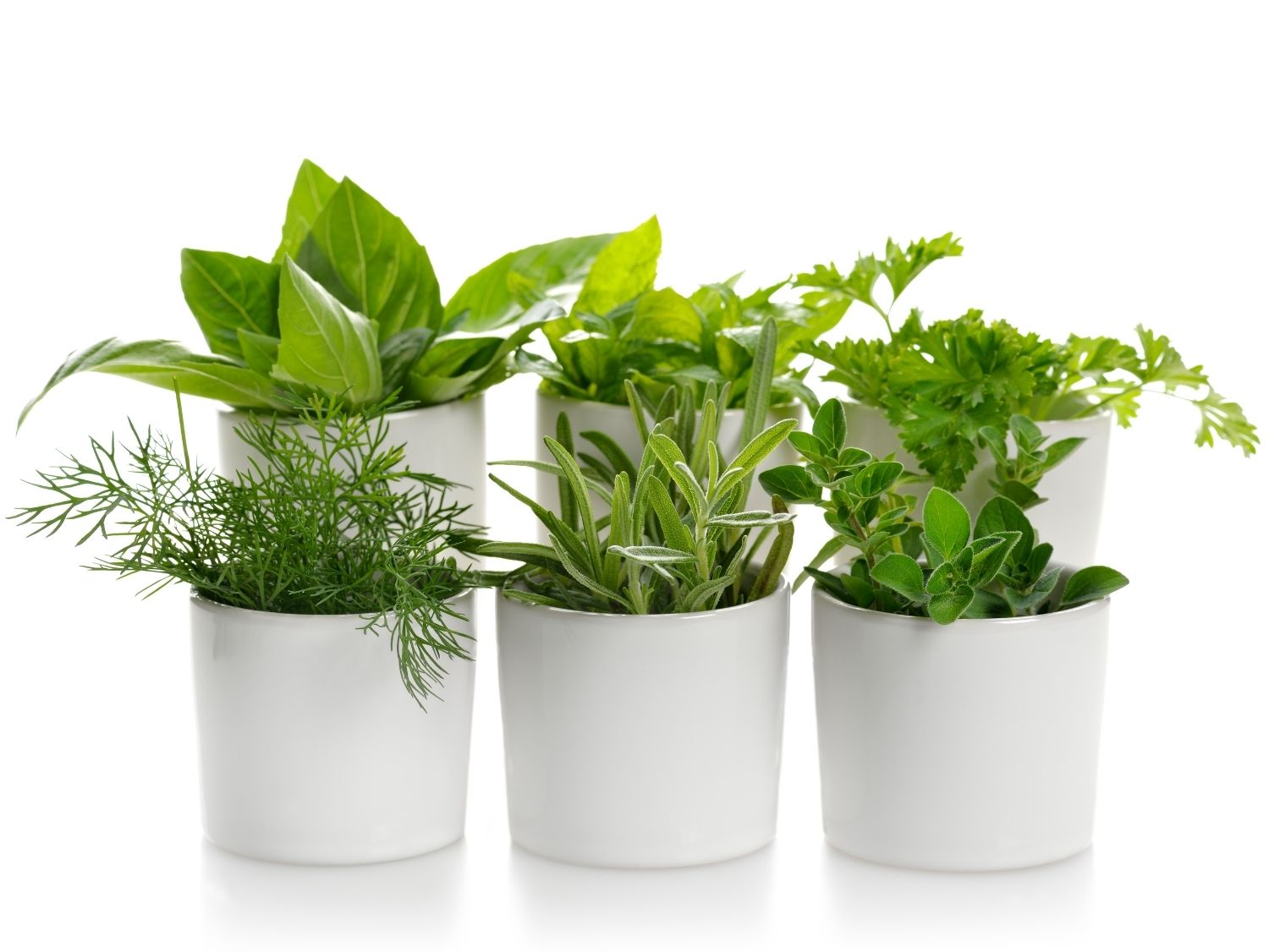 fresh herbs in kitchen garden
