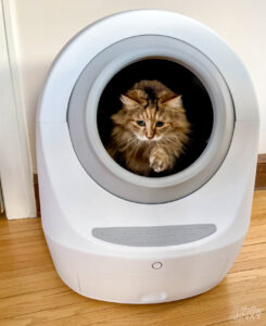 Cat Emerging from Leos Loo Too