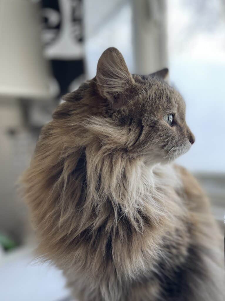long haired cat looking out window