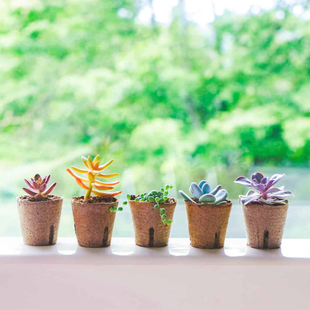 Plants from Succulent Studios on Window Sill