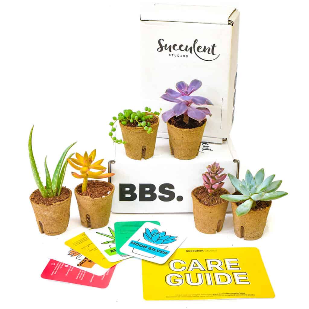 Succulent Studios Subscription Box Contents