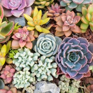 Succulent Varieties from Succulent Studios