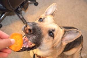Dog Eating Homemade Sweet Potato Dog Treat