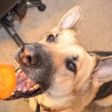 Dog Eating Homemade Sweet Potato Dog Treat